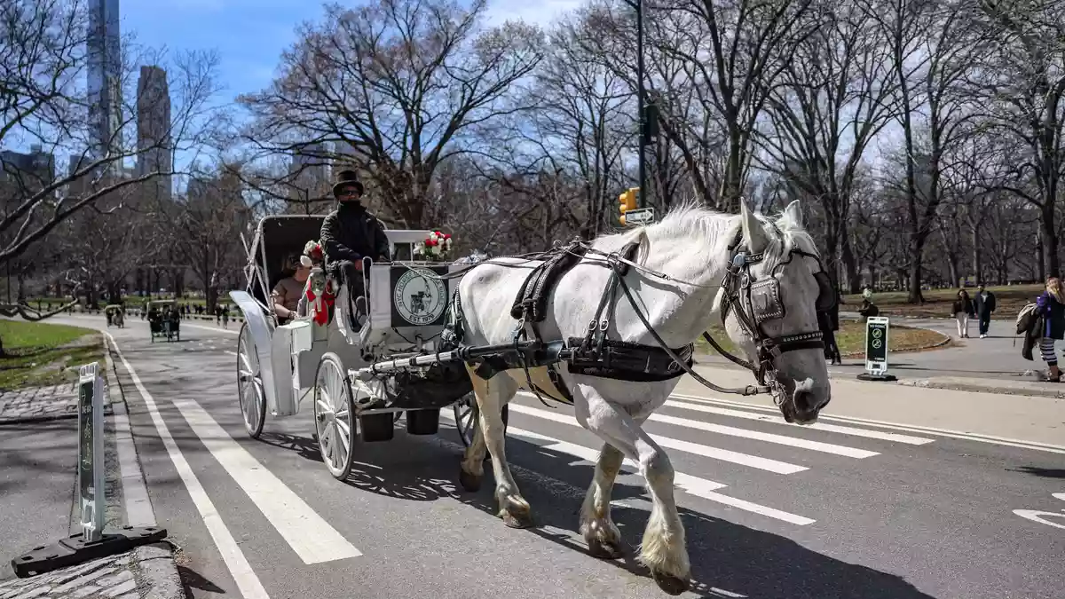 Die Kutschen rollen seit rund 150 Jahren durch den Central Park. (Archivbild) - Bild: Bianca Otero/ZUMA Press Wire/dpa