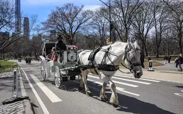 Die Kutschen rollen seit rund 150 Jahren durch den Central Park. (Archivbild) - Foto: Bianca Otero/ZUMA Press Wire/dpa