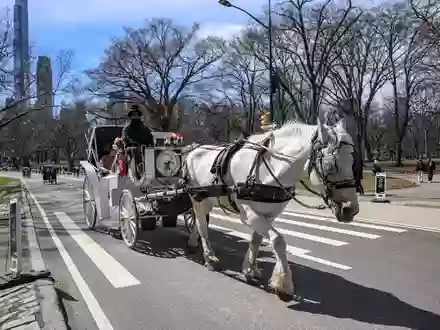 Die Kutschen rollen seit rund 150 Jahren durch den Central Park. (Archivbild) - Foto: Bianca Otero/ZUMA Press Wire/dpa