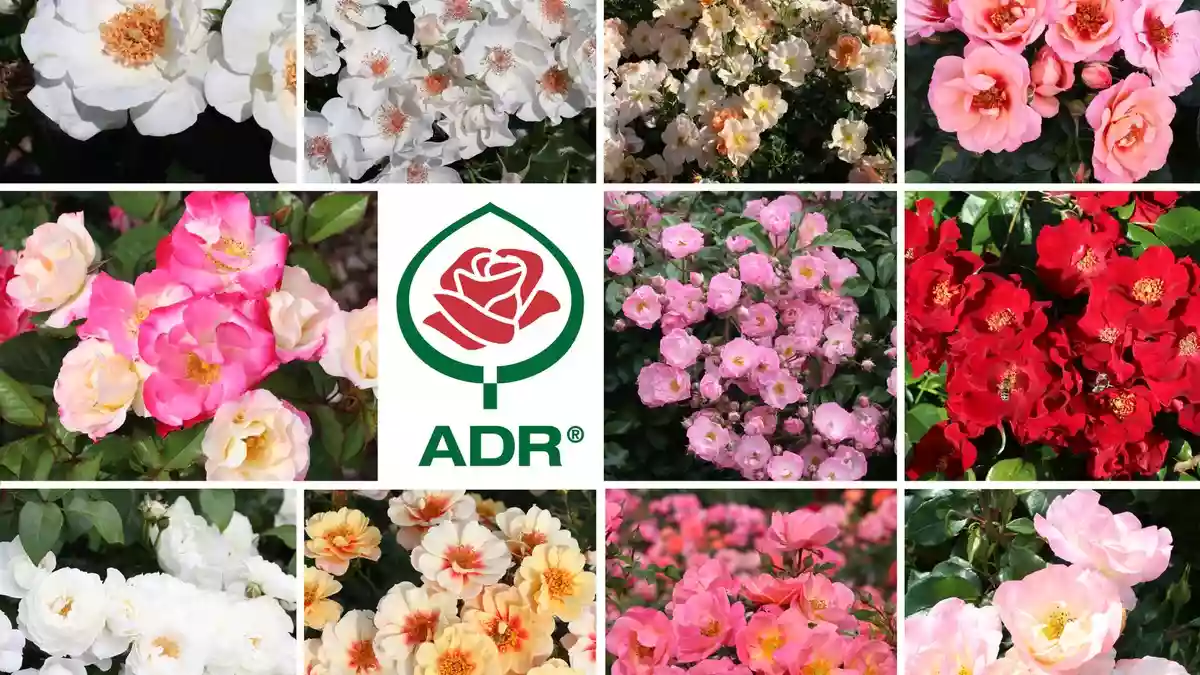 ADR-Rosen 2026: Ein ausgezeichnetes Dutzend - Bild: presseportal.de