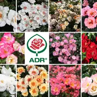 ADR-Rosen 2026: Ein ausgezeichnetes Dutzend - Foto: presseportal.de