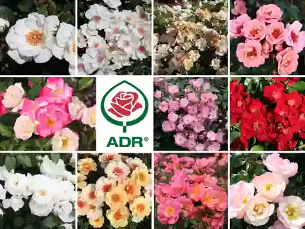 ADR-Rosen 2026: Ein ausgezeichnetes Dutzend - Foto: presseportal.de