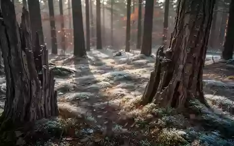 Nahaufnahme einer herbstlichen Waldlandschaft mit Fokus auf Texturen von Baumrinde und Moos bei natürlichem Licht. - Foto: über boerse-global.de