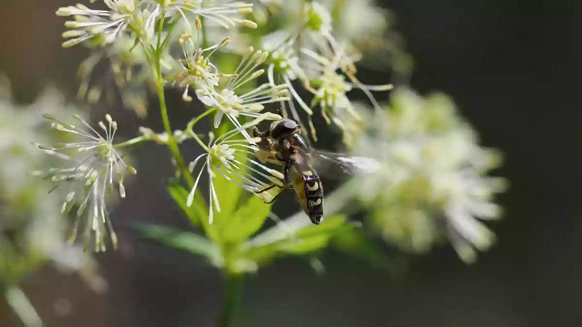 Sie gedeiht in Auenlandschaften, doch die werden weniger. Nun ist sie «Blume des Jahres» geworden: die Gelbe Wiesenraute. - Bild: Cyrille Claudel/Loki Schmidt Stiftung/dpa