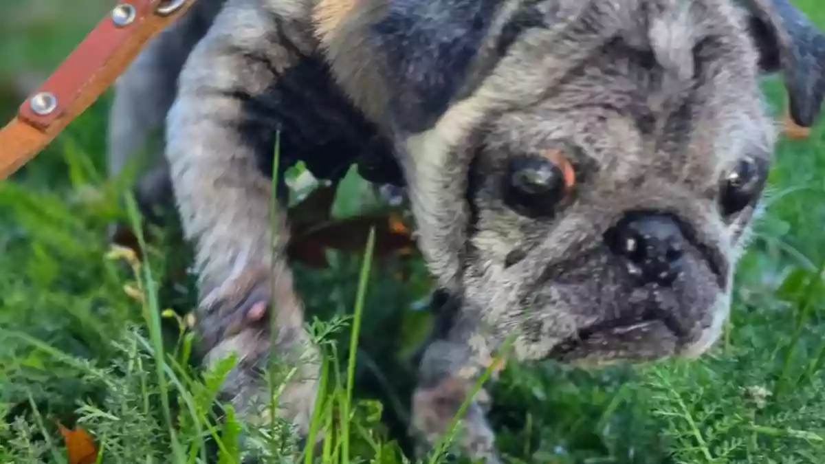 POL-UN: Selm - Kranker Hund in Karton ausgesetzt - Polizei sucht Zeugen - Bild: presseportal.de