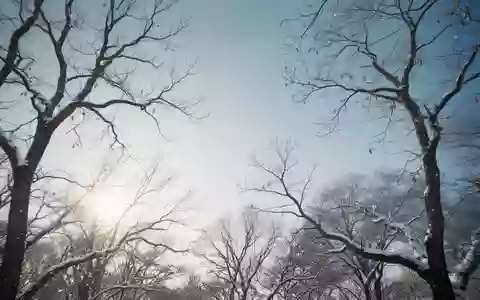 Ein Blick durch kahle winterliche Baumzweige in den hellen, blassen Himmel, der das begrenzte Sonnenlicht symbolisiert. - Foto: über boerse-global.de