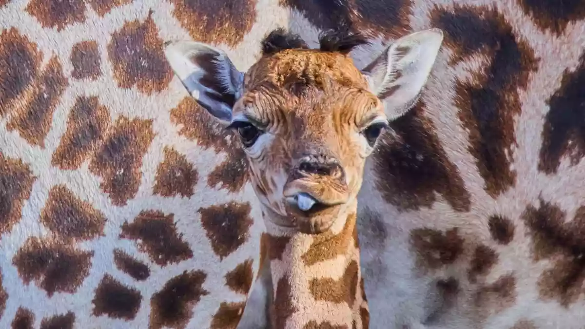 Das kleine Giraffenmädchen ist erst ein paar Tage alt. - Bild: Jens Büttner/dpa