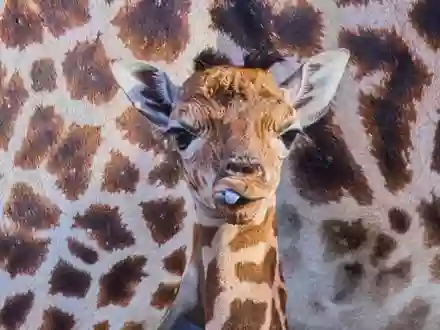 Das kleine Giraffenmädchen ist erst ein paar Tage alt. - Foto: Jens Büttner/dpa