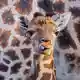 Das kleine Giraffenmädchen ist erst ein paar Tage alt. - Bild: Jens Büttner/dpa