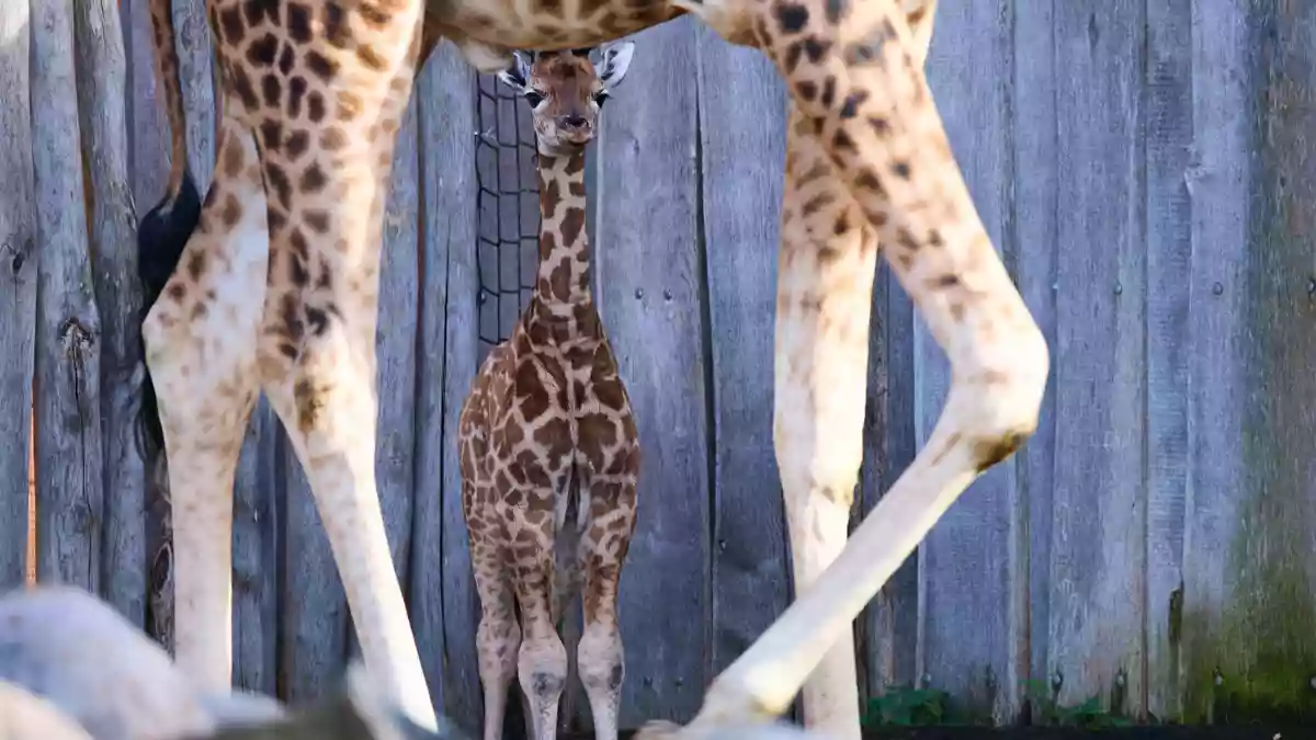 Lange Beine, wacher Blick - die kleine Giraffe bleibt immer bei ihrer Mutter. - Bild: Jens Büttner/dpa