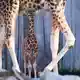 Lange Beine, wacher Blick - die kleine Giraffe bleibt immer bei ihrer Mutter. - Bild: Jens Büttner/dpa