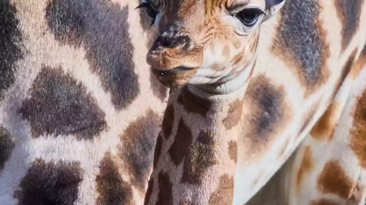 Putzmunter steht das Giraffenbaby neben seiner Mutter. - Bild: Jens Büttner/dpa
