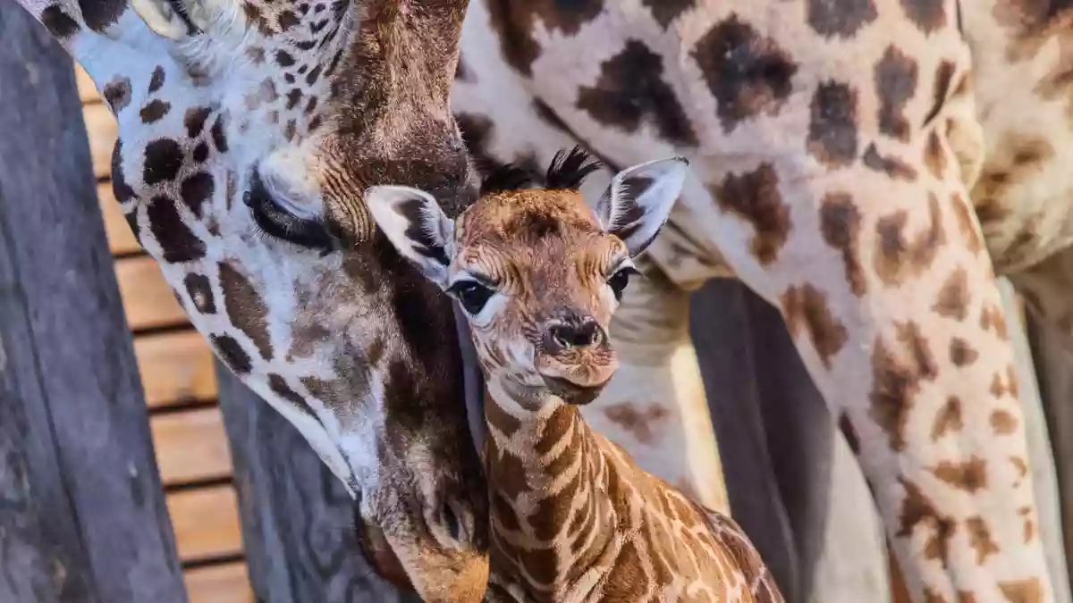 Nubische Giraffen gehören zu den stark bedrohten Tierarten. - Bild: Jens Büttner/dpa