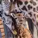 Nubische Giraffen gehören zu den stark bedrohten Tierarten. - Bild: Jens Büttner/dpa