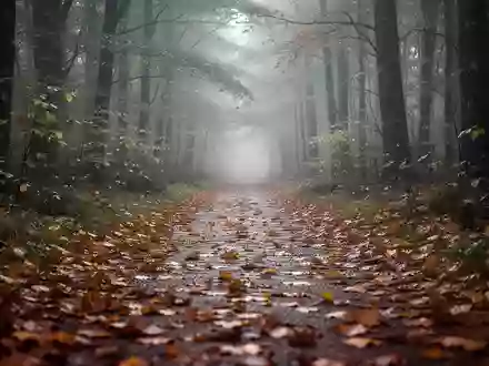 Ein von herbstlichem Laub bedeckter Waldweg an einem nebligen Morgen. - Foto: über boerse-global.de