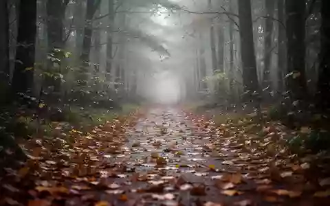 Ein von herbstlichem Laub bedeckter Waldweg an einem nebligen Morgen. - Foto: über boerse-global.de