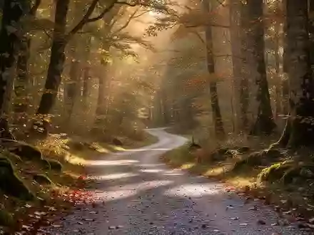 Ein gewundener Waldweg im goldenen Licht der Abendsonne, umgeben von herbstlichen Bäumen. - Foto: über boerse-global.de
