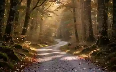 Ein gewundener Waldweg im goldenen Licht der Abendsonne, umgeben von herbstlichen Bäumen. - Foto: über boerse-global.de