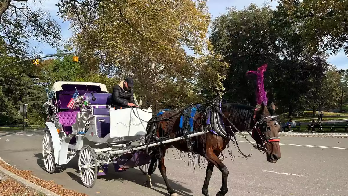 In New York können Touristen bald nicht mehr mit Pferdekutschen durch den Central Park fahren.  - Bild: Christina Horsten/dpa