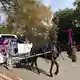In New York können Touristen bald nicht mehr mit Pferdekutschen durch den Central Park fahren.  - Bild: Christina Horsten/dpa