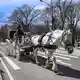 Die Kutschen rollen seit rund 150 Jahren durch den Central Park. (Archivbild) - Bild: Bianca Otero/ZUMA Press Wire/dpa