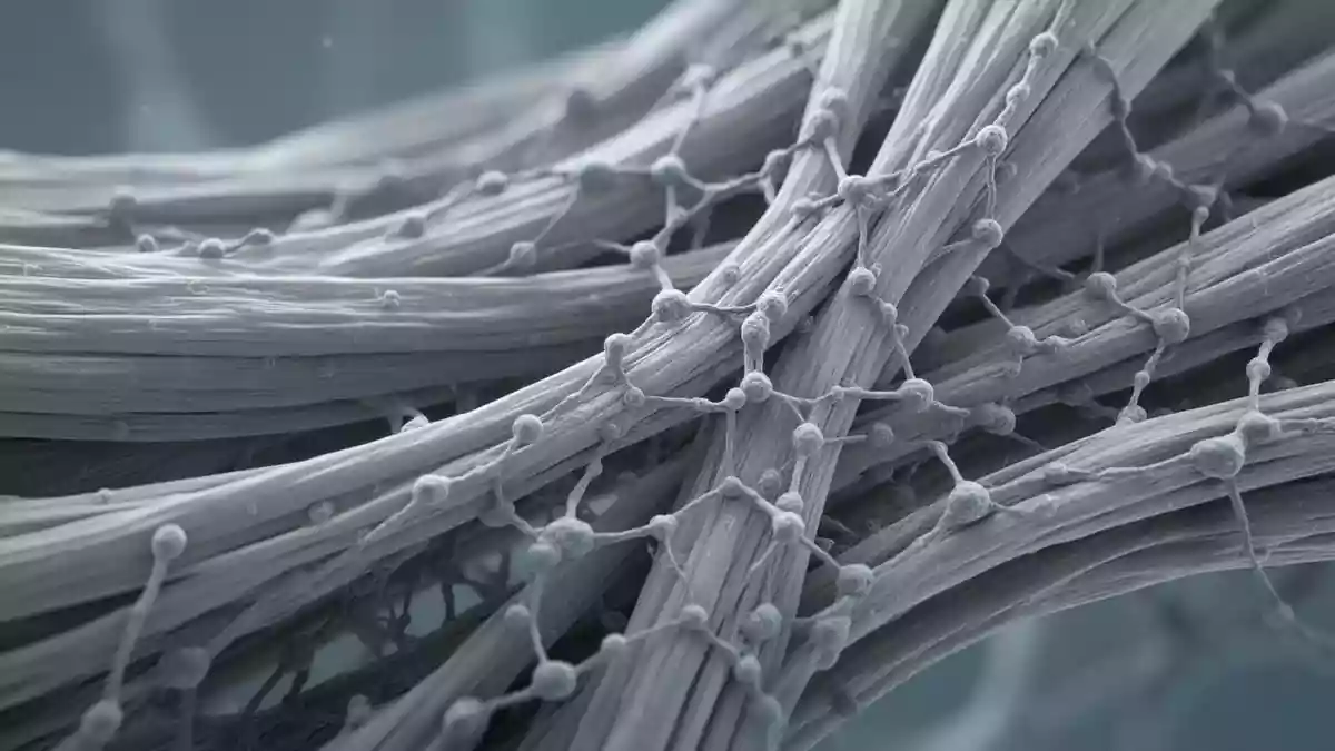 Statine und Muskelschmerzen: Studie zeigt möglichen Kalziumkanal-Mechanismus