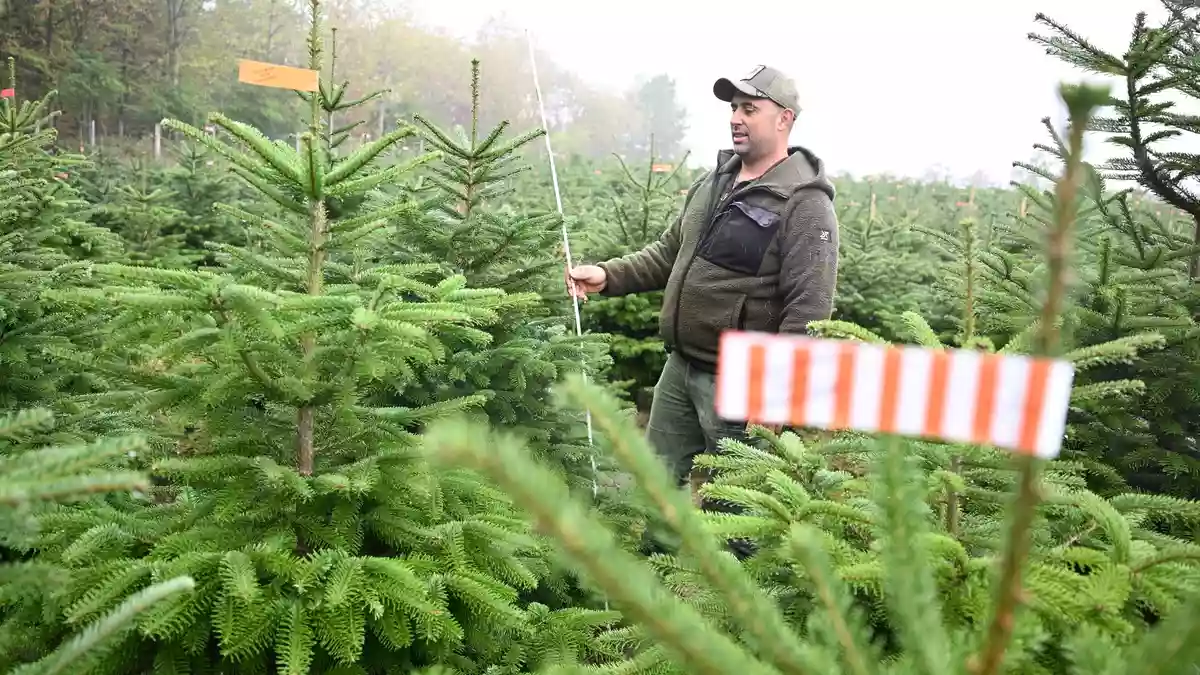 Der Vorsitzende des Christbaumverbandes Baden-Württemberg, Sebastian Fertig, steht in einer Anpflanzung von Weihnachtsbäumen in Mudau im Norden Baden-Württembergs. - Bild: Bernd Weißbrod/dpa