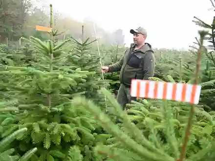 Der Vorsitzende des Christbaumverbandes Baden-Württemberg, Sebastian Fertig, steht in einer Anpflanzung von Weihnachtsbäumen in Mudau im Norden Baden-Württembergs. - Foto: Bernd Weißbrod/dpa