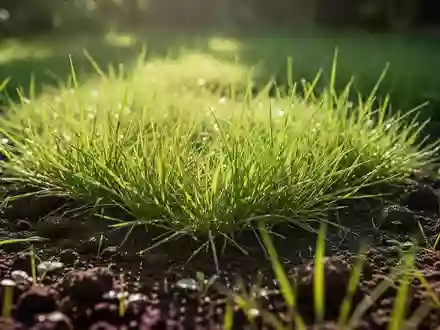 Ein sonnendurchfluteter Grasfleck in einem Garten, der die Bedeutung von natürlichem Sonnenlicht für die Gesundheit verdeutlicht. - Foto: über boerse-global.de