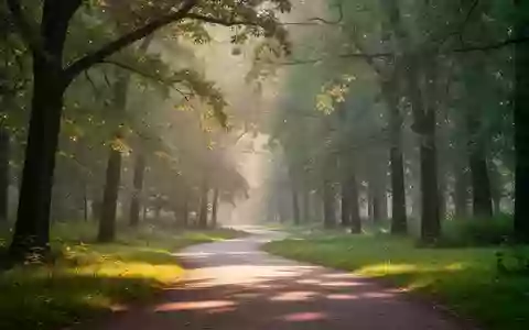 Ein von der Morgensonne beleuchteter Waldweg in einem ruhigen Park. - Foto: über boerse-global.de