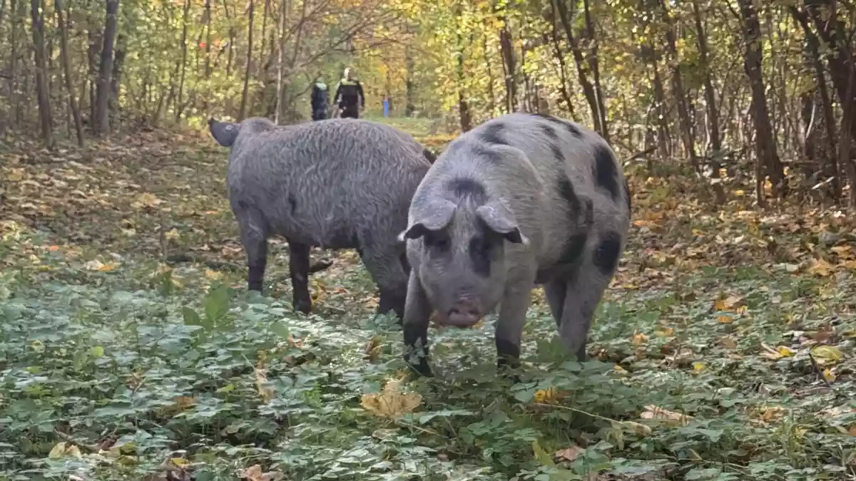 LPI-EF: Tierischer Einsatz in Erfurt - Bild: presseportal.de
