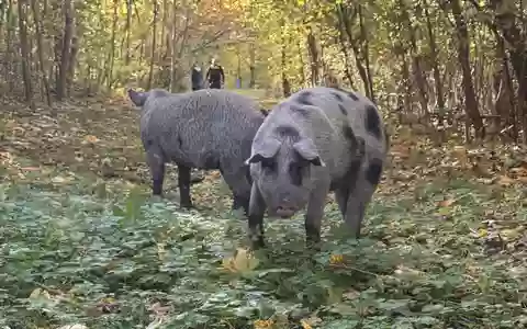 LPI-EF: Tierischer Einsatz in Erfurt - Foto: presseportal.de