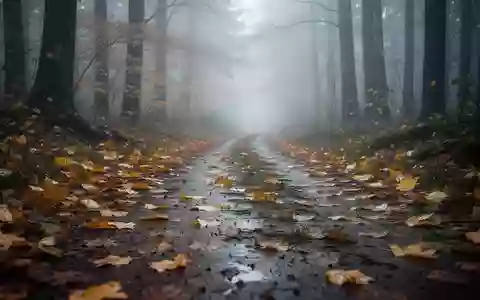 Ein nebliger Herbstwaldweg mit feuchtem Laub auf dem Boden bei kühlem, diffusem Licht. - Foto: über boerse-global.de