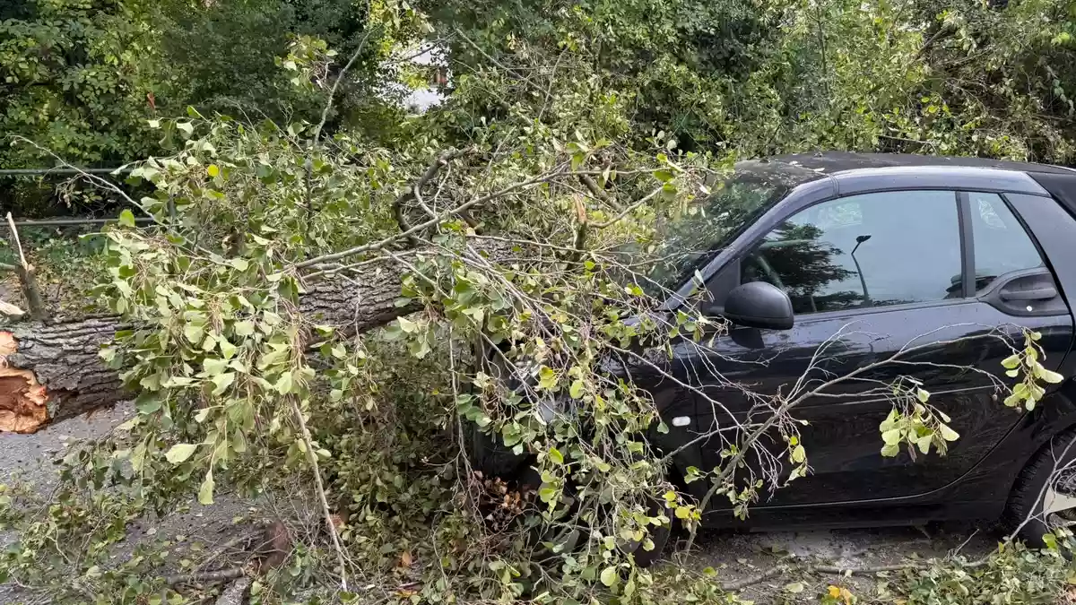 FW Weinheim: Autofahrerin hatte Glück im Unglück-Baum trifft Fahrzeug während der Fahrt - Bild: presseportal.de