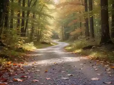 Ein von der Sonne durchfluteter Waldweg im Herbst, der Ruhe und Bewegung in der Natur symbolisiert. - Foto: über boerse-global.de