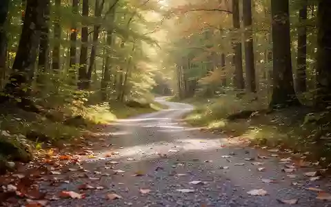 Ein von der Sonne durchfluteter Waldweg im Herbst, der Ruhe und Bewegung in der Natur symbolisiert. - Foto: über boerse-global.de
