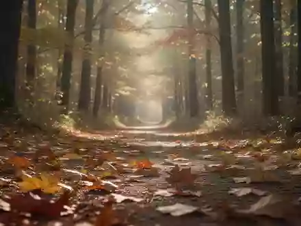 Ein friedlicher Waldweg im Herbstlicht, der die Themen Gesundheit und Wandel symbolisiert. - Foto: über boerse-global.de