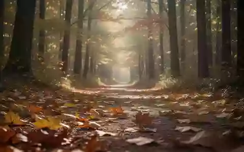 Ein friedlicher Waldweg im Herbstlicht, der die Themen Gesundheit und Wandel symbolisiert. - Foto: über boerse-global.de