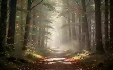 Ein friedlicher Waldweg im Herbst, der fĂŒr Bewegung und geistige Gesundheit steht. - Foto: ĂŒber boerse-global.de