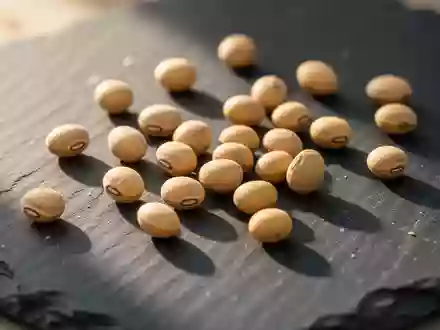 Nahaufnahme von getrockneten Sojabohnen auf einer dunklen Steinoberfläche bei natürlichem Licht. - Foto: über boerse-global.de