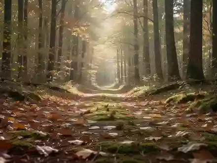 Ein ruhiger Waldweg im Herbstlicht als Symbol für einen gesunden Lebensstil und Prävention. - Foto: über boerse-global.de