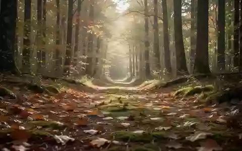 Ein ruhiger Waldweg im Herbstlicht als Symbol für einen gesunden Lebensstil und Prävention. - Foto: über boerse-global.de