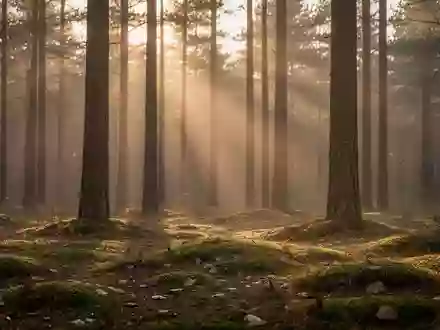 Ein ruhiger Nadelwald im sanften Licht der Abendsonne, der Ruhe und natürliche Ausgeglichenheit ausstrahlt. - Foto: über boerse-global.de