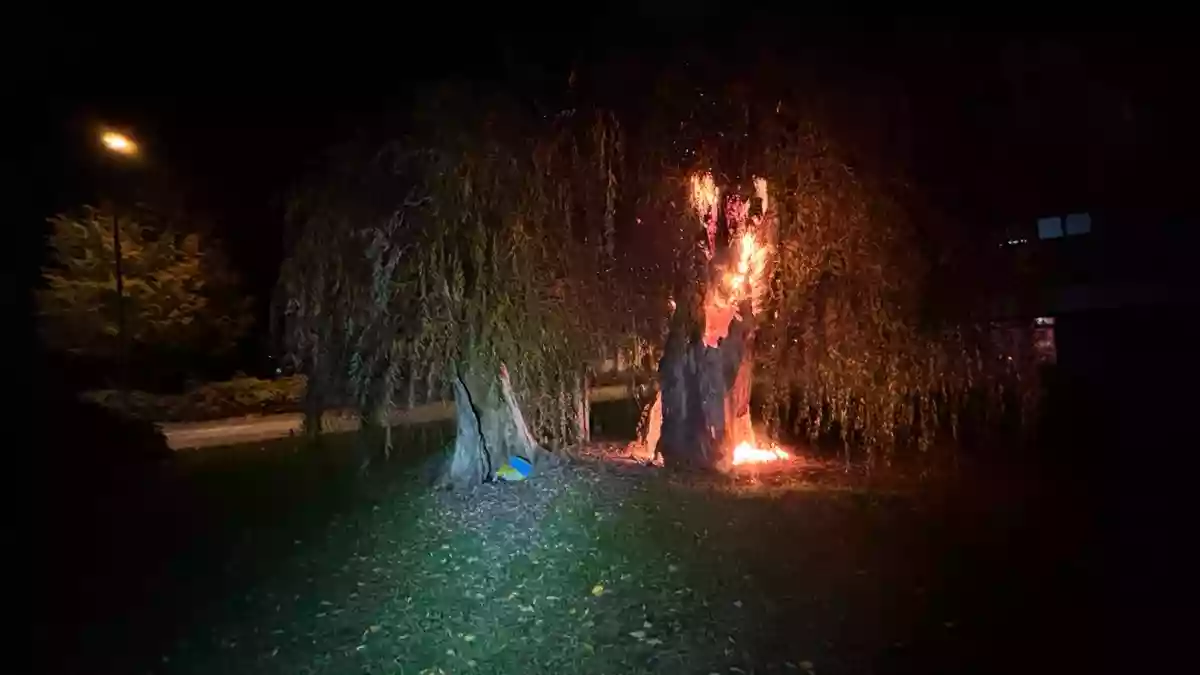 POL-PDKL: Feuer zerstört Baum auf dem Kennedyplatz - Bild: presseportal.de