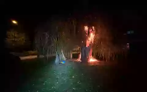 POL-PDKL: Feuer zerstört Baum auf dem Kennedyplatz - Foto: presseportal.de