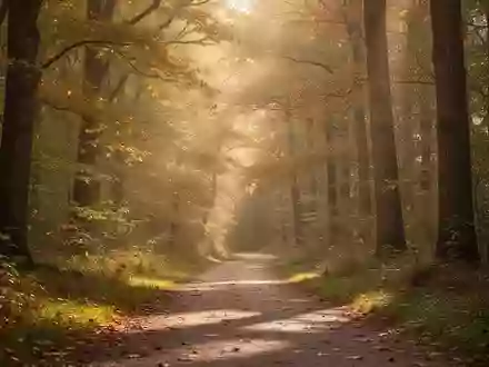 Ein friedlicher Waldweg im Herbstlicht, der Ruhe und langfristige Gesundheit symbolisiert. - Foto: über boerse-global.de