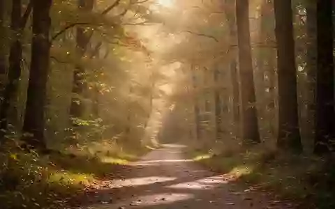 Ein friedlicher Waldweg im Herbstlicht, der Ruhe und langfristige Gesundheit symbolisiert. - Foto: über boerse-global.de