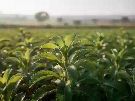 Nahaufnahme von grünen Stevia-Pflanzen auf einem Feld bei natürlichem Tageslicht. - Foto: über boerse-global.de