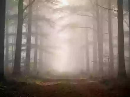 Ein nebliger, ruhiger Waldweg in der Morgendämmerung, der eine Atmosphäre der Entspannung und Ruhe vermittelt. - Foto: über boerse-global.de