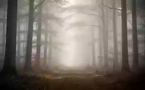 Ein nebliger, ruhiger Waldweg in der Morgendämmerung, der eine Atmosphäre der Entspannung und Ruhe vermittelt. - Foto: über boerse-global.de